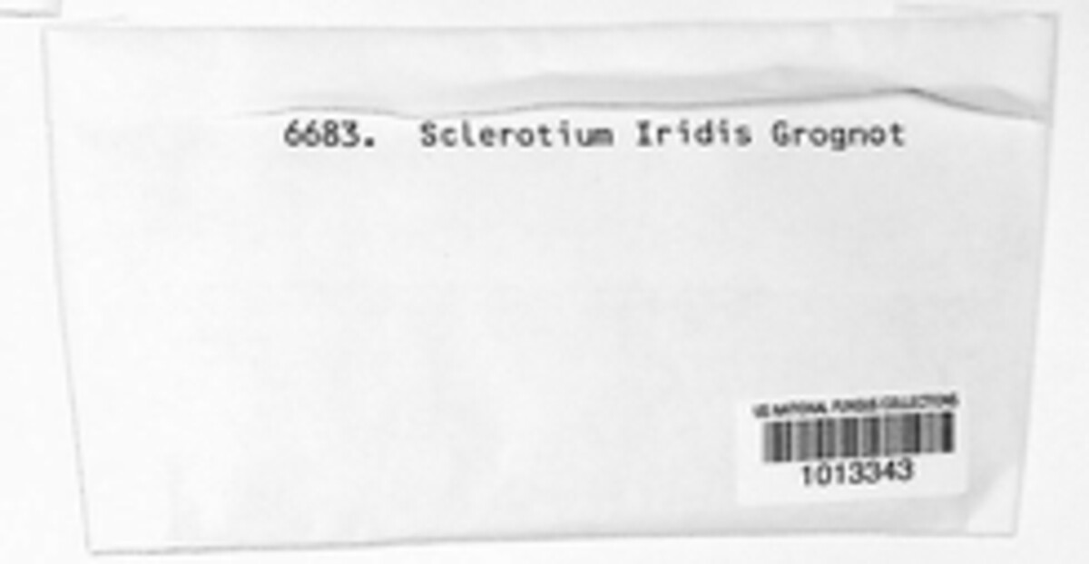 Sclerotium iridis image